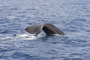 Haifa University researchers spot two rare sperm whales off southern coast