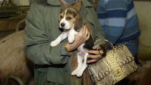 Kolunuzda Chanel çantayla bir köpek yavrusunu kucağınızda nasıl taşırsınız?