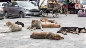 Persisting dog menace