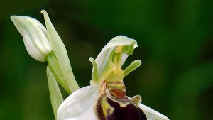 Orchidee spontanee sul Colle: 