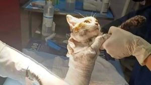 Gattino morto scuoiato