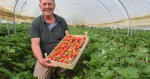 Cool Norfolk spring means the sweetest strawberries for years
