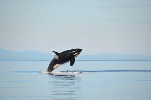 Fast tracking major projects puts our environment at risk