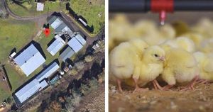 Noise from chickens dooms plan to turn part of farm into houses