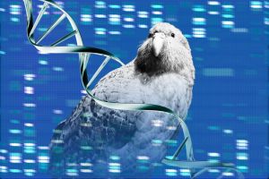 This bird made history — and kicked off a breakthrough