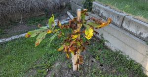 10 Reasons Why June May Not Be the Best Month to Plant Trees