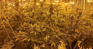 Man in 20s to appear in court after police find nearly 400 cannabis plants