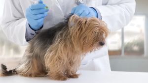 Rabbia canina a Vittorio Veneto, scatta il piano vaccinale. Tutto quello che c’è da sapere
