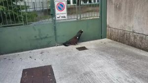 Tre gatti tentano l’assalto a un gallo cedrone: salvato da una passante
