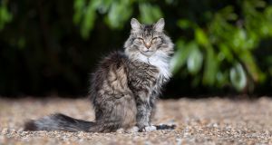 A cat keeps illegally crossing the Canada-U.S. border. The jokes about him are actually thought-provoking.