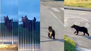 Castel di Sangro, l'orso marsicano rispunta nella cittadina