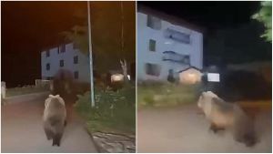 Valdisotto: un orso “innamorato” va a spasso fra le case