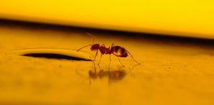 I don’t want to kill the spiders, ants and other bugs in my house. What should I do instead?
