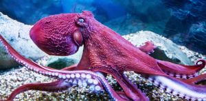 Relacionarnos con un pulpo es similar a encontrarnos con una inteligencia alienígena