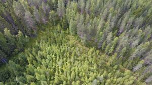 Politiikka | Metsäammattilaisilla on painava vastuu metsäkeskustelussa