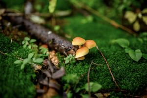 Au secours des champignons