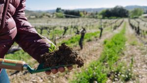El camp balear: resistir o liderar