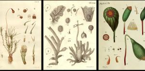 Algues vertes, fougères et mousses : comment les plantes sans fleurs se reproduisent‑elles ?
