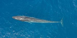 Première scientifique : nous avons réussi à enregistrer l’activité cardiaque d’un rorqual commun en liberté