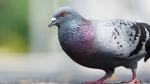 Krähen, Tauben, Tigermücken: Basels tierische Neurosen