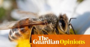 Big agriculture is killing our bees. We’ll all pay the price