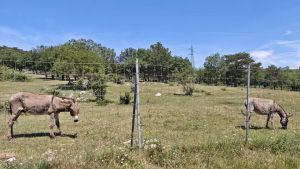 Poco cibo a pecore e asini nell’area di Padriciano: la Procura indaga per maltrattamenti