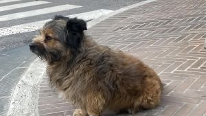 Francesco il cane con l'orologio sta bene: è con il suo padrone in una struttura protetta