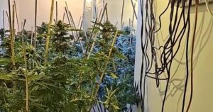 Police probe continues after £260,000 cannabis found in house