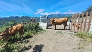 Las amenazas bloquean el plan de rescate para la cabaña de Mieres: los ganaderos rechazan los pastos ofrecidos por el Principado tras ser intimidados por criadores de Lena