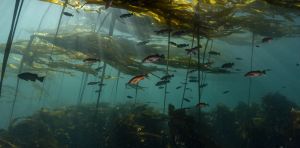 Des scientifiques ont identifié des sons émis par huit espèces de poissons