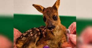 Baby deer dies at rescue centre after heavily pregnant mother is hit by car
