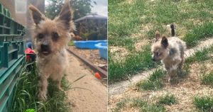 Yorkshire Terrier looking for retirement home after former owner had to give him up