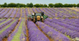 Norfolk attraction named among UK locations that 'feel abroad'