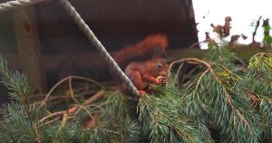 Award-winning holiday park marks milestone with opening of new animal enclosure
