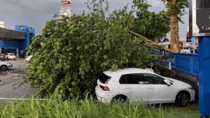 Pioggia e vento sul Friuli, alberi caduti e allagamenti a Udine