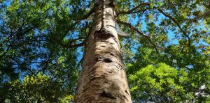 Warming winters are changing NZ’s landscapes, bringing insect pests, smaller fruit and carbon loss