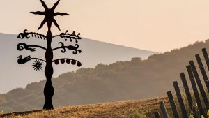 L’Albero della Maremma ha messo le radici da Monteverro. Open Day per vederlo