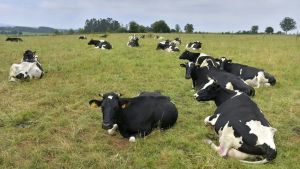 As vacas