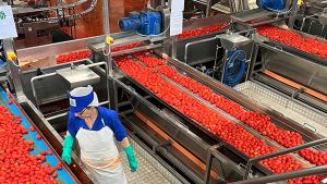 Contratti stagionali. Conserve Italia assume 200 persone per la sede di Albinia