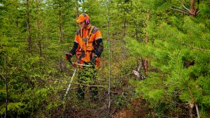 Metsänhoito | Lukijalta: Nuorisolle kesätöitä, kasvutila parhaille puille