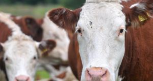 ‘Game-changing’ cattle vaccine is at heart of new bovine TB strategy