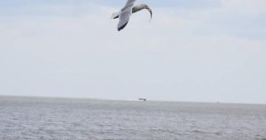 Bird snatches venomous fish from pier in dramatic photos