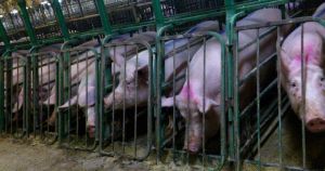 What are factory farms hiding? Appeal court ruling assures we’ll never know