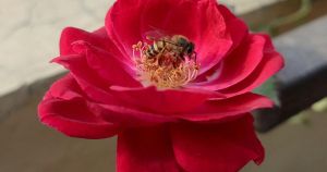 Ah spring — the birds, the bees, ‘the talk’