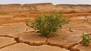 Diffusi i nuovi indicatori sul clima (e non ci sono buone notizie). “Nel 2027 El Niño sarà devastante”