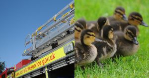 Trapped ducklings rescued by firefighters after falling down a drain