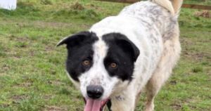 Dog who 'nobody remembered' and had never been outside needs loving home
