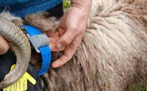 Pyrénées : 4 000 bêtes équipées d’un collier anti-loup amélioré pour cet été