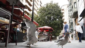 El detenido por matar a una gaviota en Gijón la estranguló y golpeó contra el suelo varias veces: 