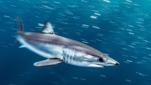Uno squalo nel Golfo dei Poeti: dobbiamo avere paura? 